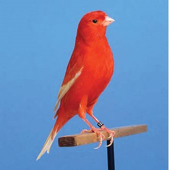 The Purpose of Feathers: Understanding Their Role in Bird Life - Haith's UK