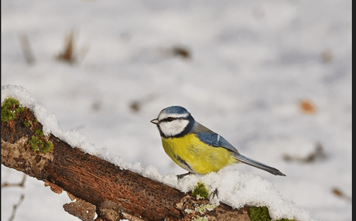 The Science Behind High-Energy Bird Food and Why It Matters - Haith's UK