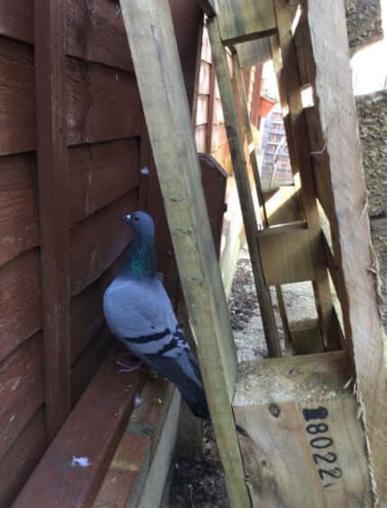 The Story of Daphne and the other birds - Haith's UK