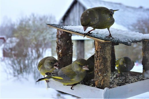 The Ultimate Guide to Feeding Garden Birds in Winter - Haith's UK