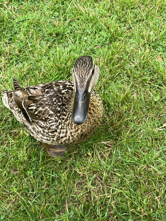 Time Away with Nature - Haith's UK