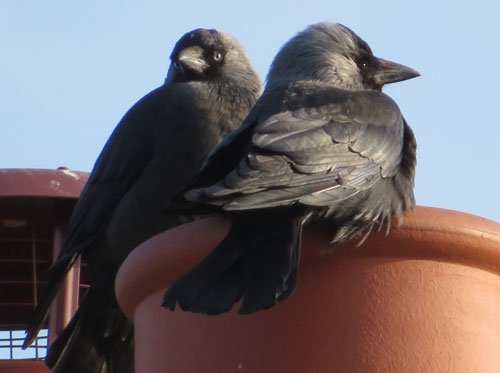 Tips for bird-keepers - Haith's UK