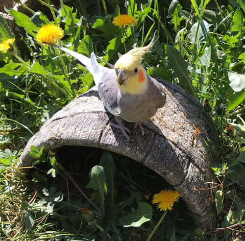 Tips for bird-keepers No3 - Haith's UK