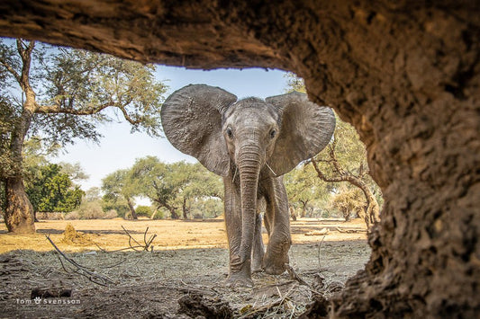 Tom Svensson’s Fight Against Wildlife Crime - podcast edition - Haith's UK