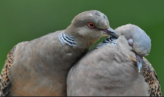 Turtle Doves: Symbols of Love and Peace - Haith's UK