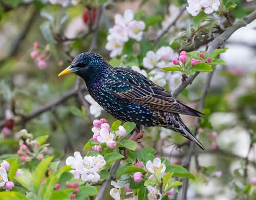 Understanding the Decline of Common Bird Species: Causes and Solutions - Haith's UK
