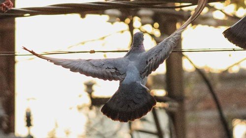 War Pigeons: The Role of Pigeons in Wartime Communication - Haith's UK