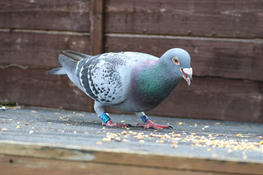 What affects the condition or fitness of racing pigeons? - Haith's UK