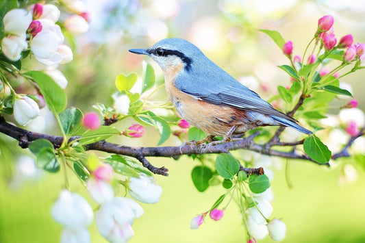 What Are the Best Seeds for Birds in Spring? - Haith's UK