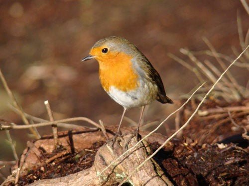 What Do Robins Eat? A Comprehensive Guide to Their Diet - Haith's UK