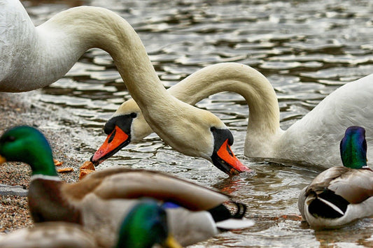 What to Feed Ducks and Swans: A Guide to Keeping Waterfowl Healthy - Haith's UK