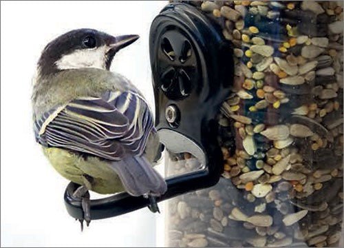 What to Feed Garden Birds and What to Avoid: A Handy Guide - Haith's UK