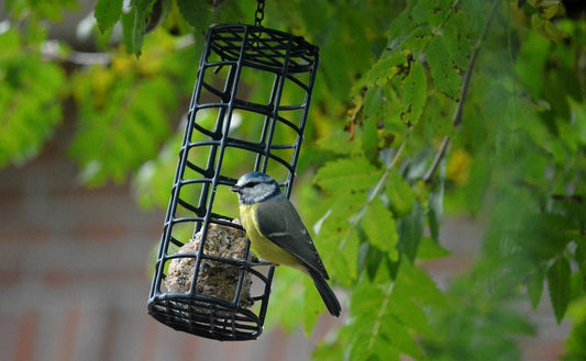 Where to hang a suet feeder for wild birds - Haith's UK