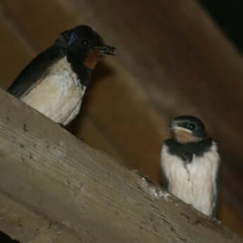 Who says one swallow doesn't make spring? - Haith's UK