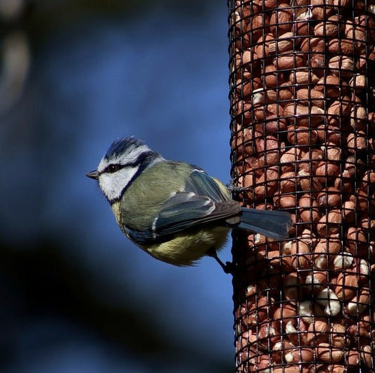 Why Are Peanuts So Popular for Wild Birds? - Haith's UK