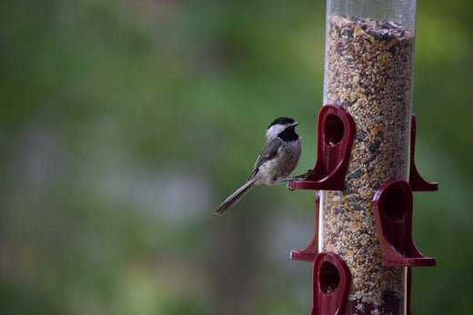 Why Cleaning Bird Feeders is Non-Negotiable - Haith's UK