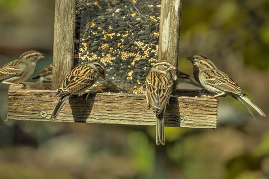 Why do birds have different songs? #AskBillOddie - Haith's UK