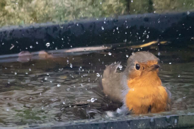 Why Fresh Water is Essential for Garden Birds: Tips and Insights - Haith's UK