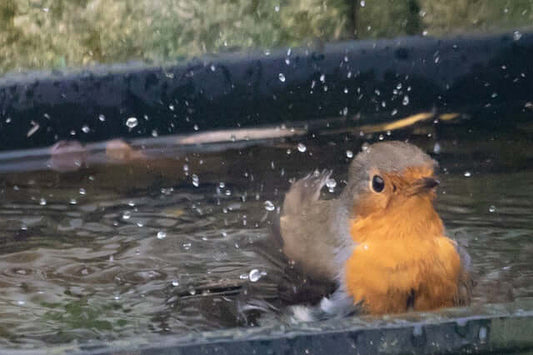 Why Fresh Water is Essential for Garden Birds: Tips and Insights - Haith's UK