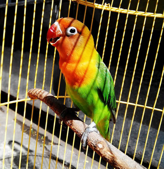 Why lovebirds make colourful friends in your home - Haith's UK
