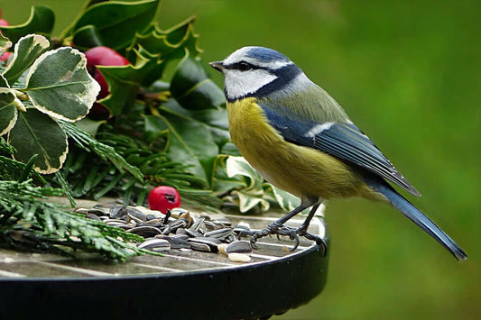 Wild Bird Food Direct from Haith's - Haith's UK