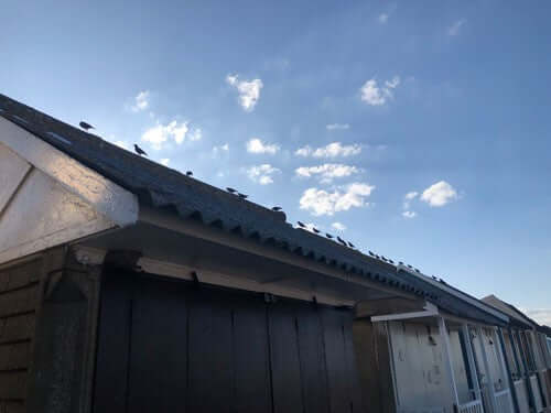 Wildlife adventures with an iPhone - Birds at the Beach Hut - Haith's UK