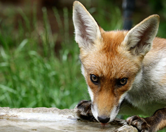 Wildlife needs to stay hydrated too - Haith's UK