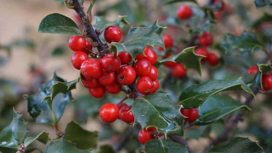 Winter Berries and Wildlife - Haith's UK
