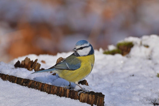 Winter Bird Feeding with Haith’s – Best Foods to Keep Garden Birds Thriving - Haith's UK