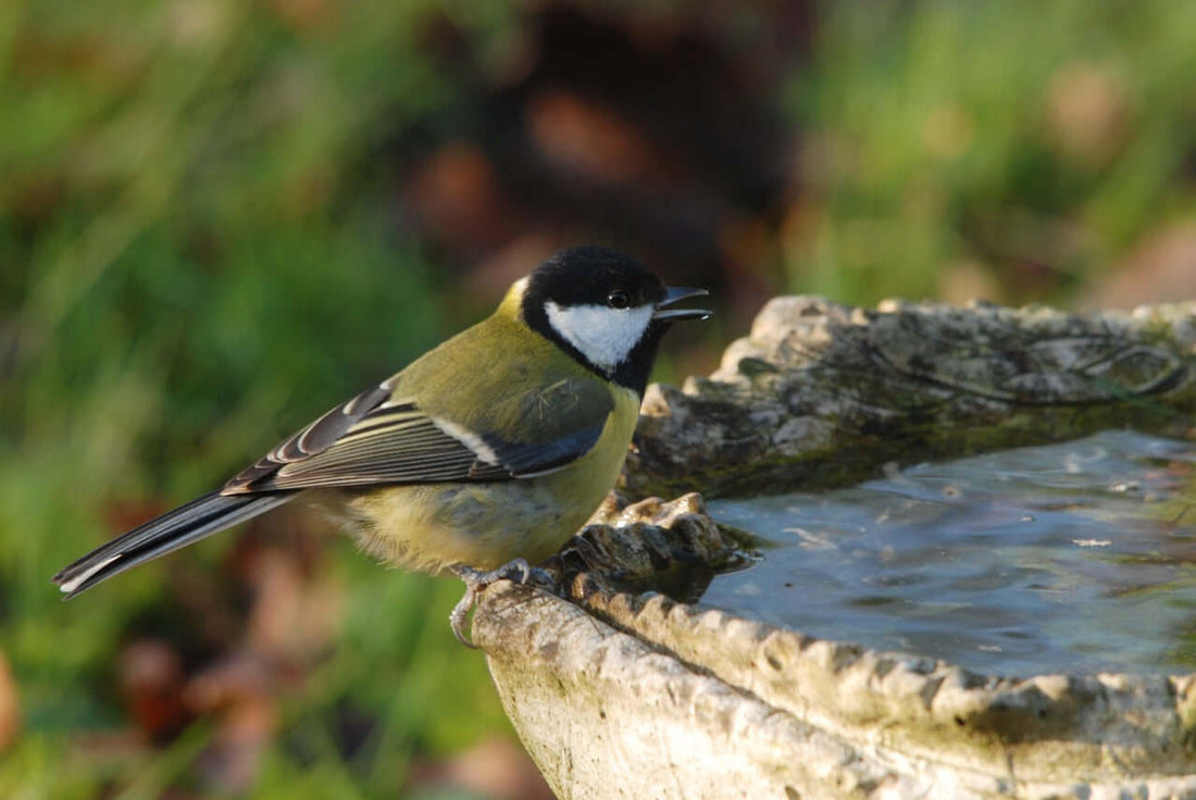 Winters lifeline - The essential role of bathing & drinking water for garden birds - Haith's UK