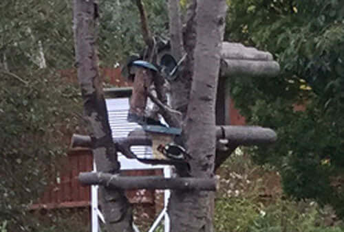 Woodpecker in town - Haith's UK
