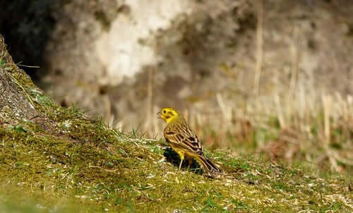 Yellowhammer Bird: Identification, Habitat, and Feeding Tips - Haith's UK
