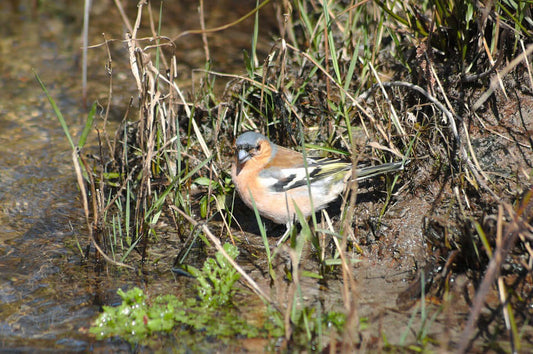 Your Wildlife Garden in Autumn - Haith's UK