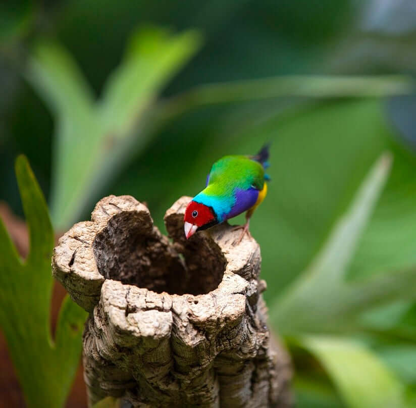 Gouldian Finch Bird Products