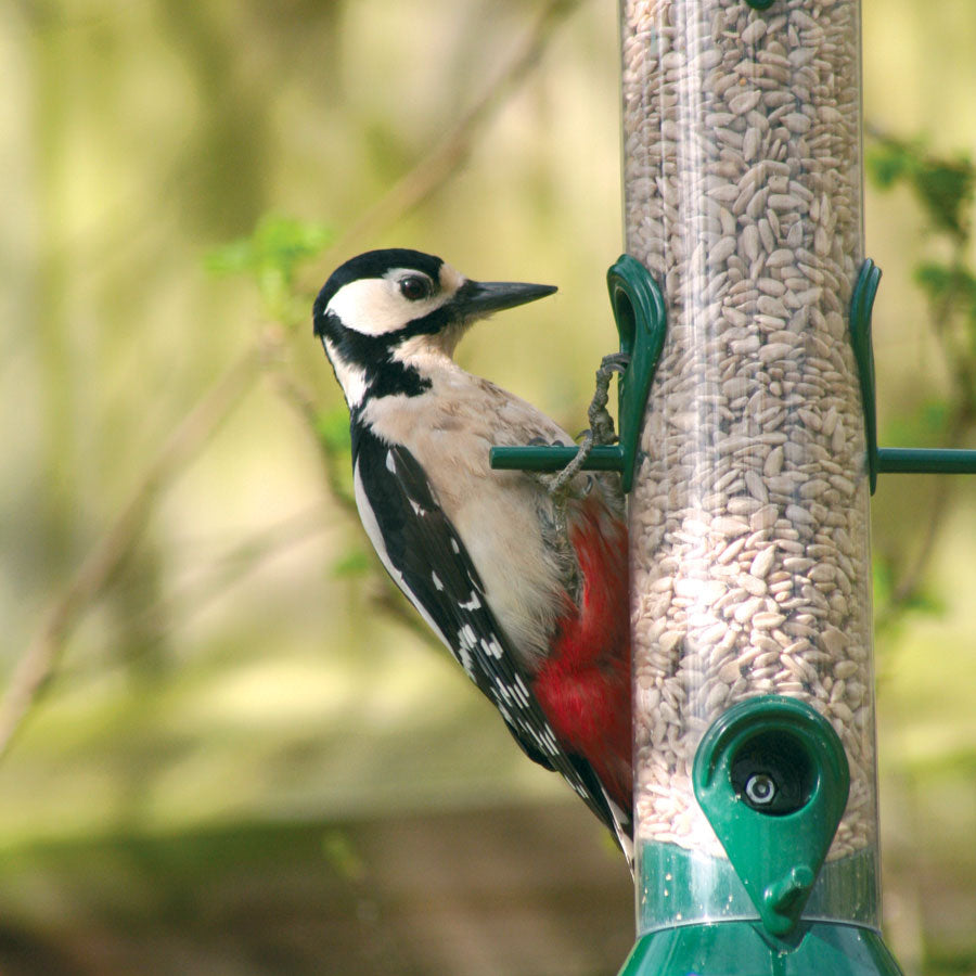 Sunflower Seeds for Birds