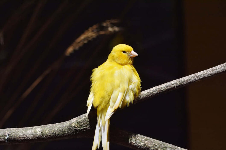 Yellow canary perched on a branch.