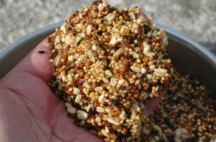 Boilie made of bird seed.