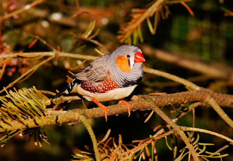 Zebra finch on a tree branch.