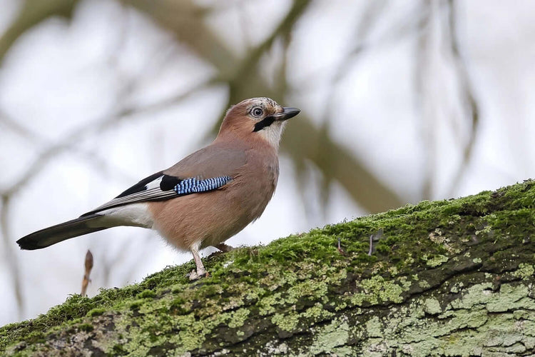 Jay Bird Haith's bird Food & Essentials -