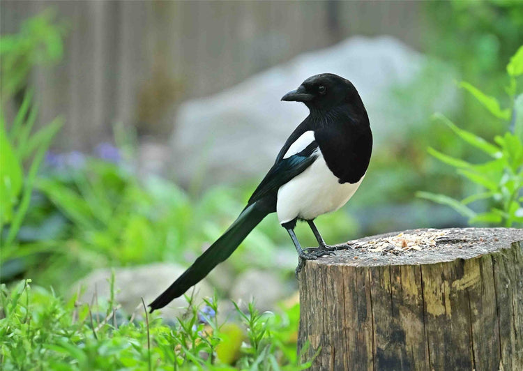 Magpie Bird on a tree trunk eating Haith's original wild bird food
