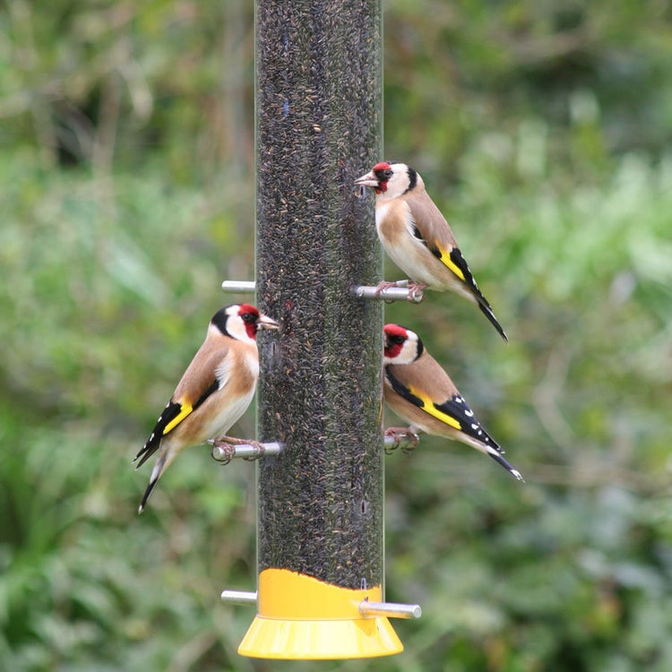 3 goldfinches perched on a niger seed feeder.