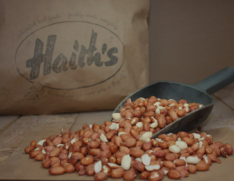 Large brown peanuts in a black scoop.