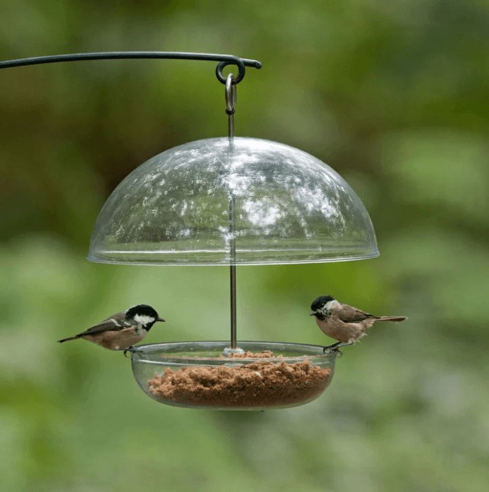 Coal tits feeding on soft food from a feeder.