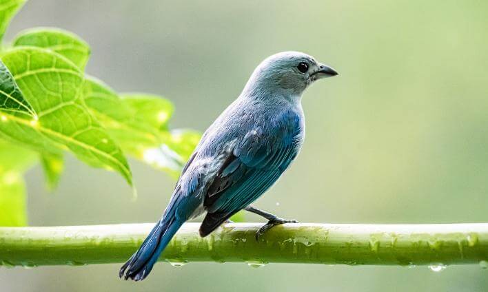 Blue soft billed bird on a branch.