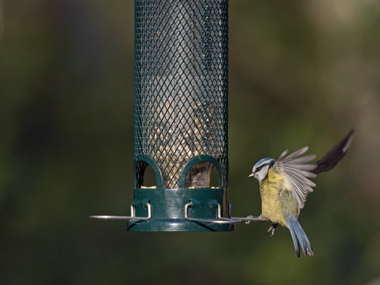 Blue tit flying on to a squirrel proof bird feeder.