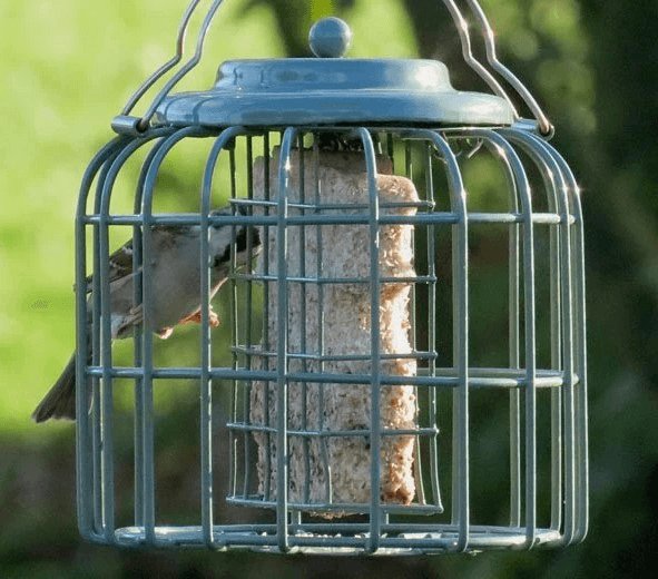 Garden bird eating suet from a feeder.