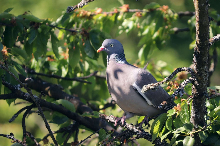 Woodpigeon sat in a tree during the spring & summer