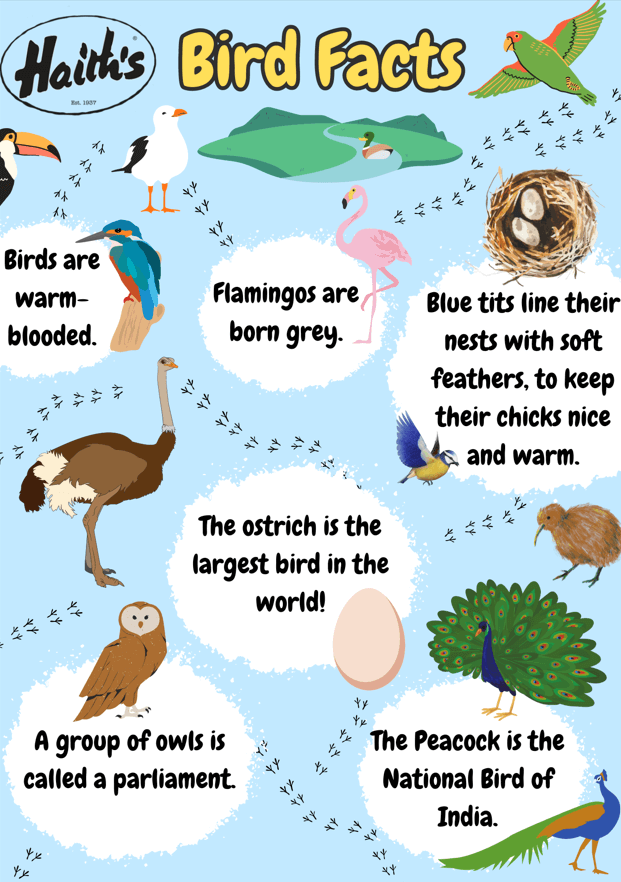 Poster with bird graphics and facts.