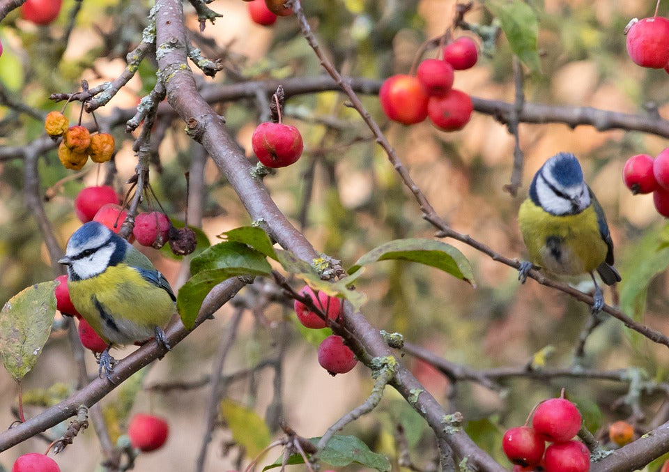 Blue tits in a tree