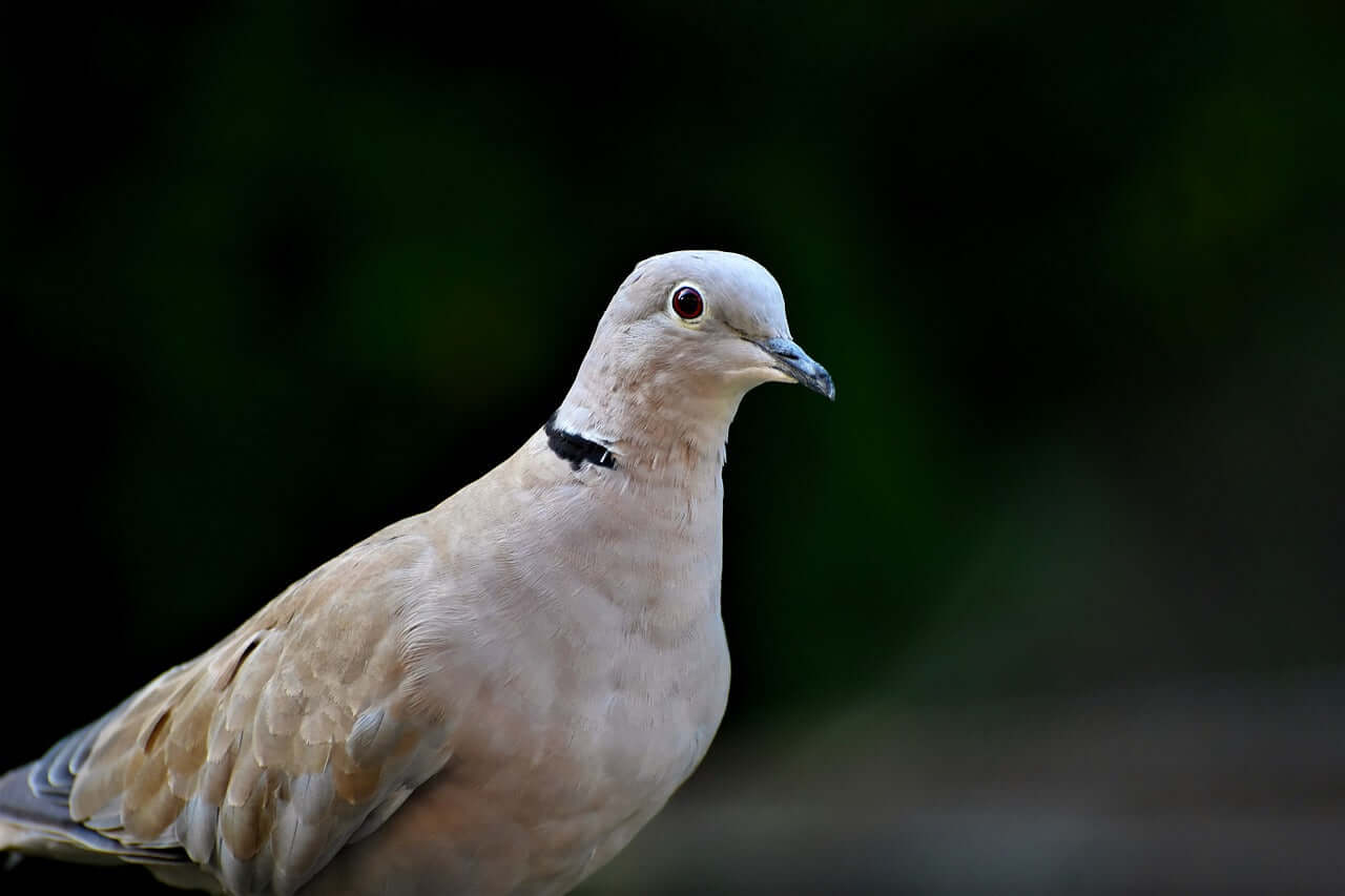 Collared doves love Haith's bird seed mixes.